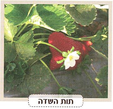 (בספר איור של ילד ולידו בועה שיש להשלים)